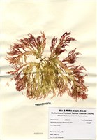 藏品(小果海膜)的圖片